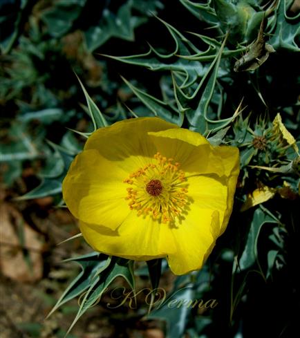  Flower